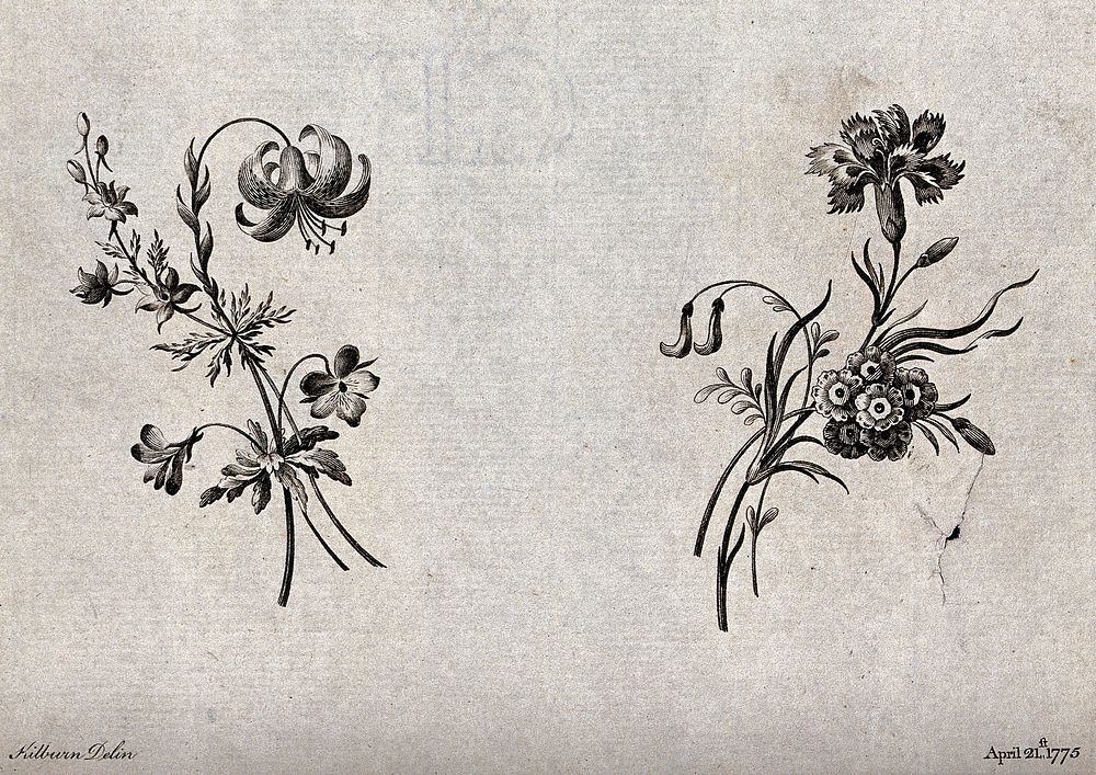 Two sprigs of flowers, including lilies, carnations and Auricula, meant as designs for embroidery. Etching with engraving…