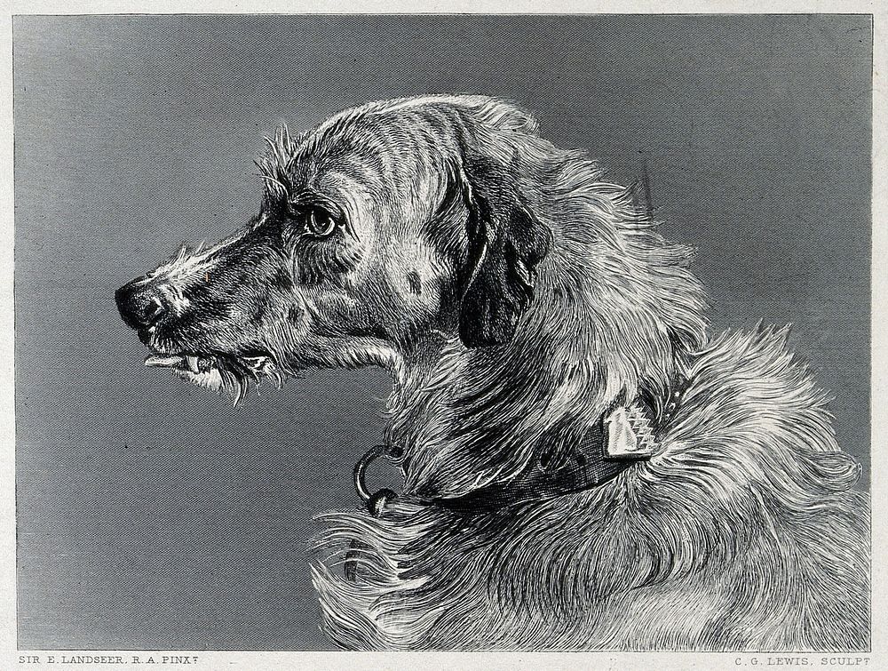 Head of a deerhound. Steel engraving by C. G. Lewis after E. H. Landseer.