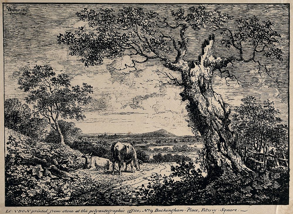 A path, with two cows on the left of it and a blasted tree on the right. Lithograph by G. Walker, 1807.