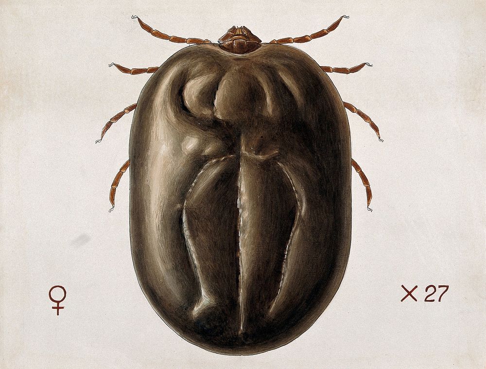 A tick (Haemaphysalis leachi). Coloured drawing by A.J.E. Terzi.