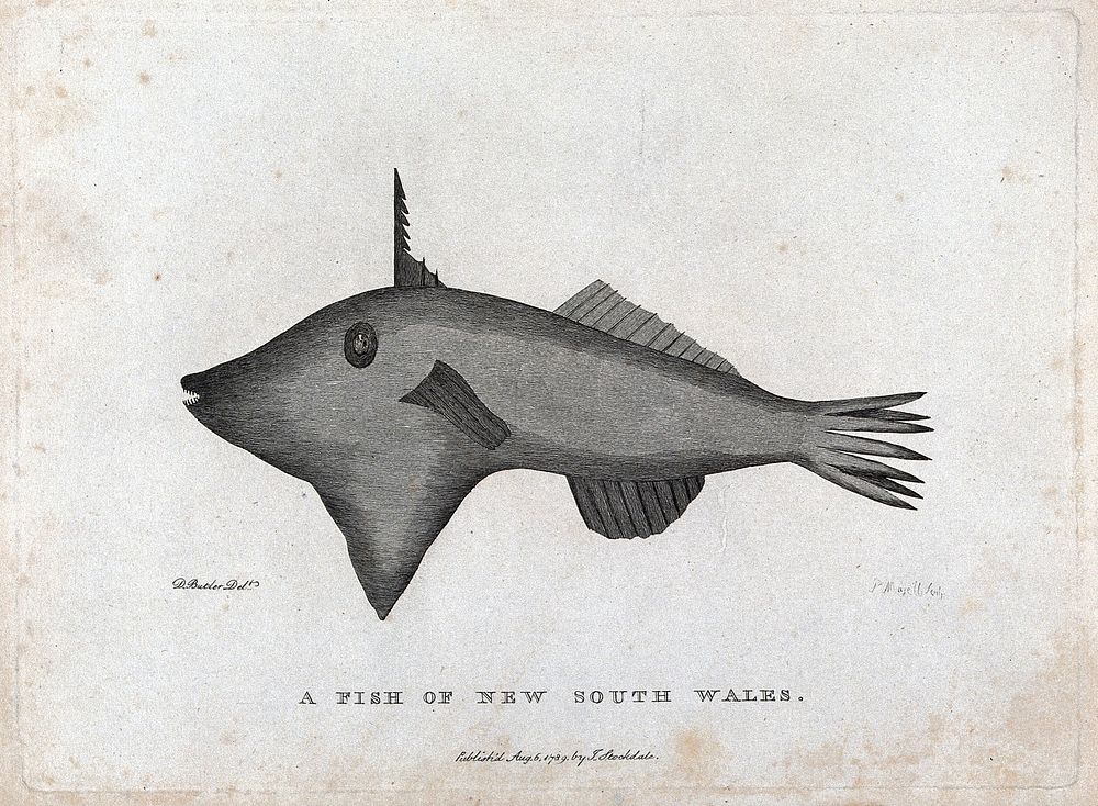 A fish of New South Wales. Etching by P. Mazell after D. Butler.