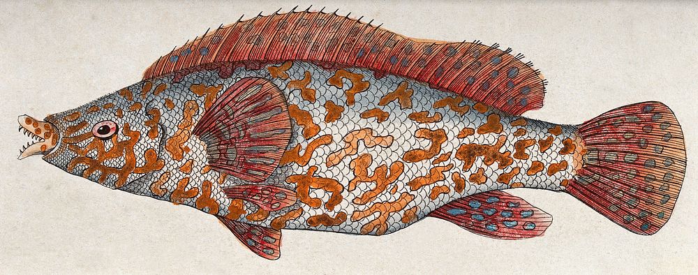 A mottled fish. Coloured etching.