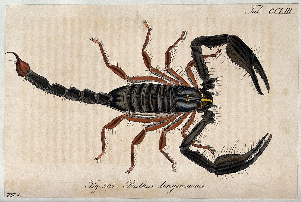A large scorpion: Buthus longimanus. Coloured engraving.