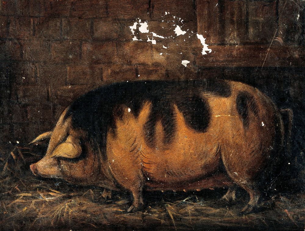 A sow in the straw. Oil painting by S. Jenner, 1820/1840.