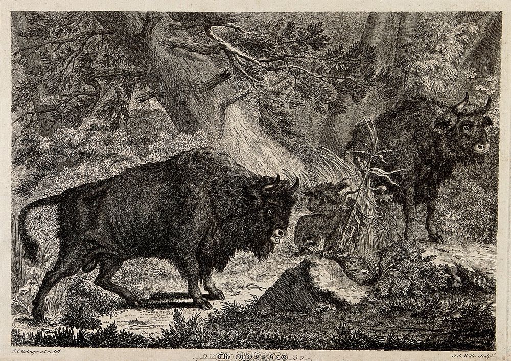 Two wild oxen or aurochs with their young in a forest. Etching by J.S. Müller after J.E. Ridinger.