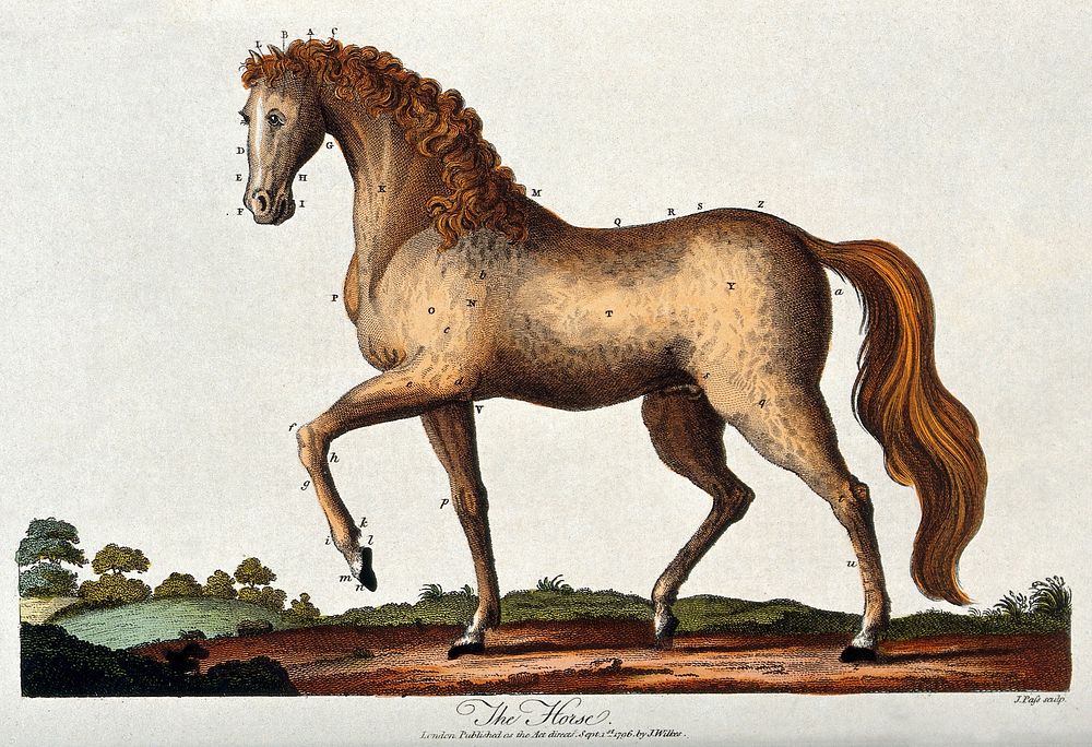 A stallion with a red mane is standing with its left front hoof lifted. Coloured engraving by J. Pass.