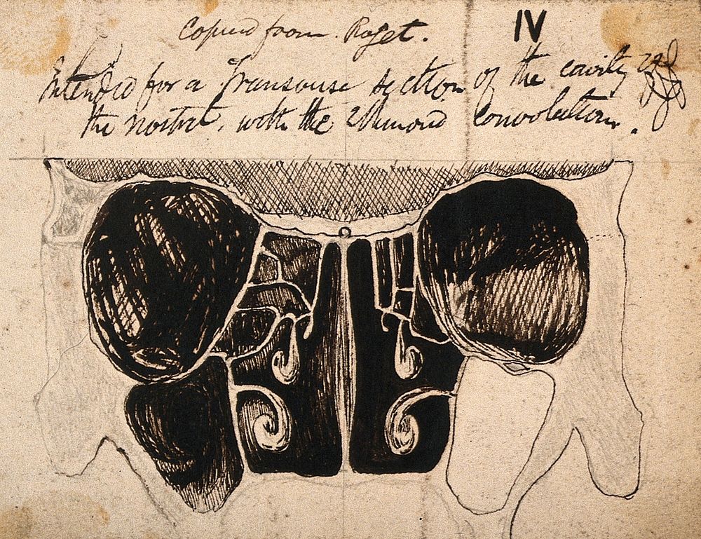 Dissection of the skull and nasal cavities. Pen and ink drawing, copied by J.C. Whishaw, ca. 1852.