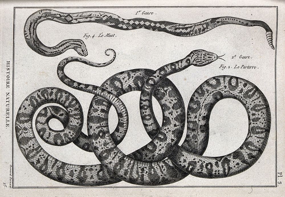 Two snakes: a rattlesnake and a boa. Engraving, ca. 1778.