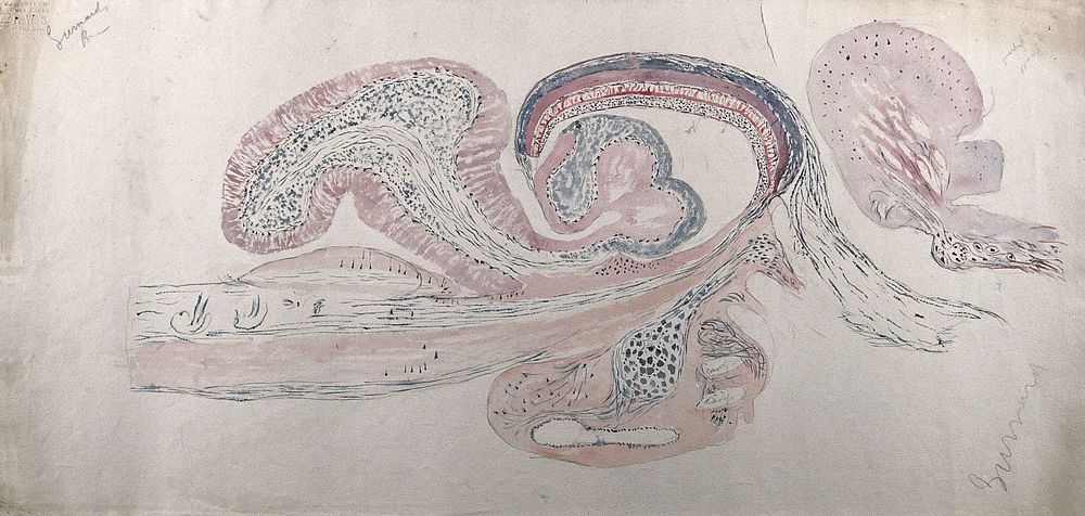 Brain of a gurnard: figure showing a section of the brain. Watercolour, possibly by D. Gascoigne Lillie, ca 1906.