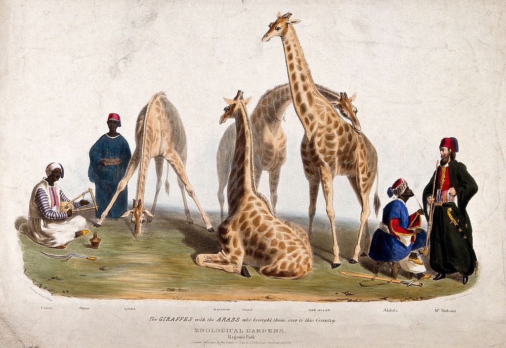Zoological Society of London: three giraffes surrounded by men in arabic costume. Coloured lithograph by G. Scharf.