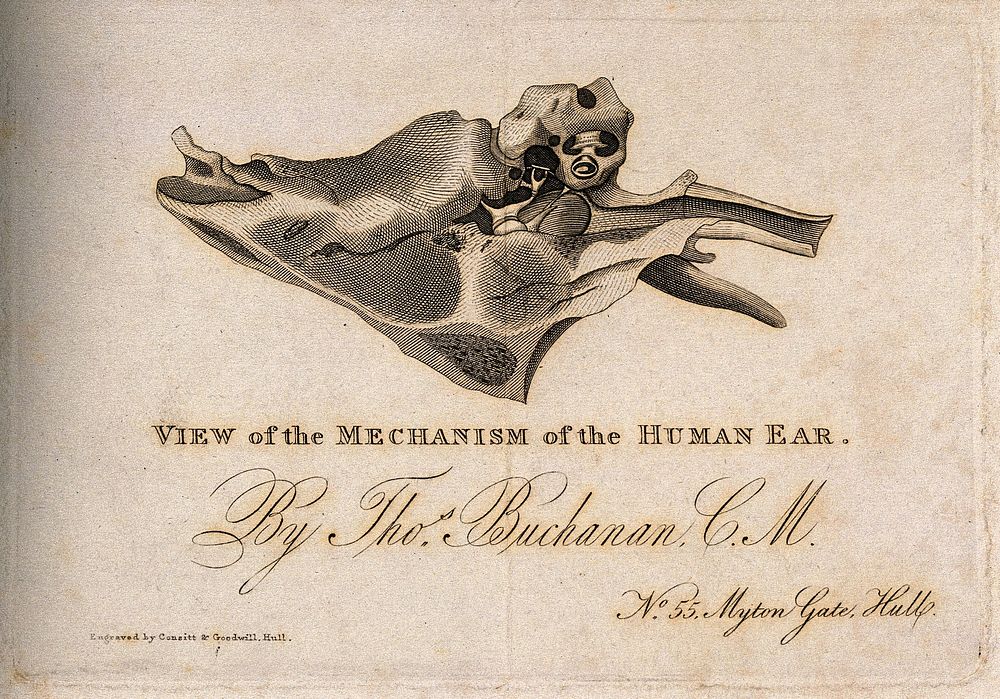 Mechanism of the inner ear. Engraving by Consitt & Goodwill, after T. Buchanan, 1823/1848 .