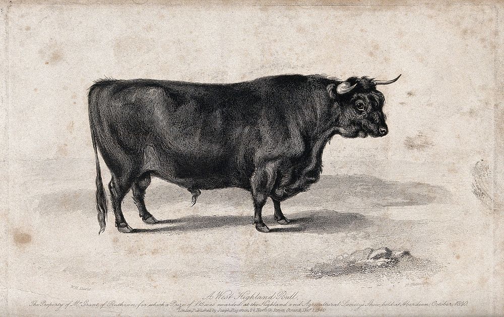 A West Highland bull. Etching by H. Beckwith, ca 1840, after W.H. Davis.