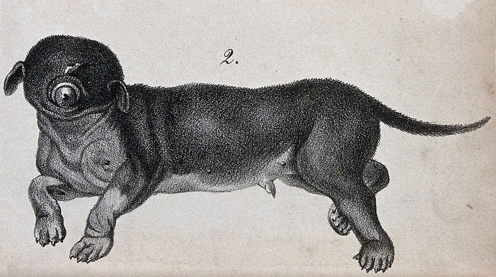 Dog with congenital defects. Lithograph.