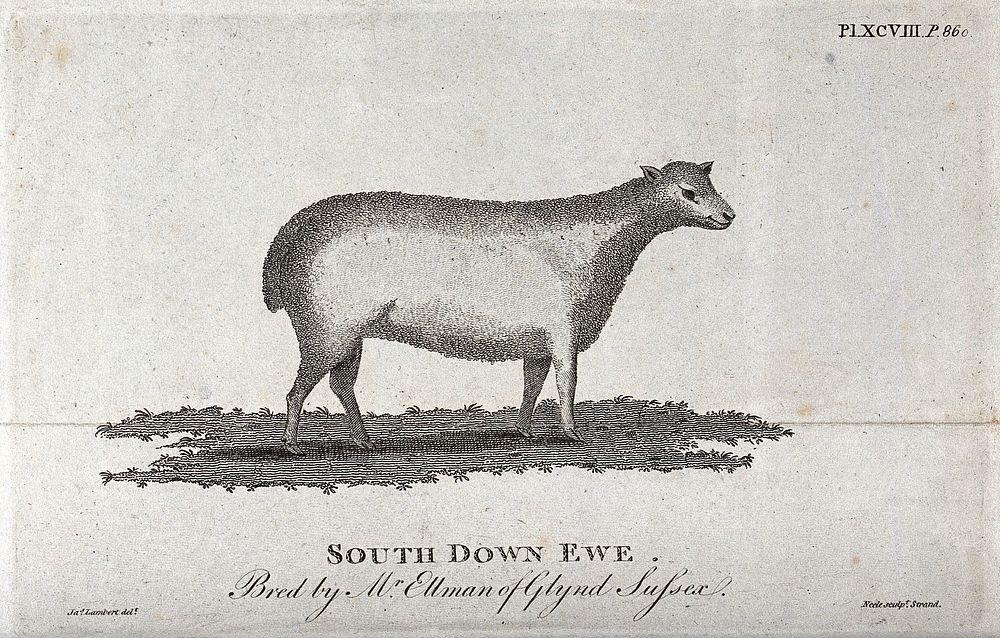 A South Down ewe. Etching by Neele after J. Lambert.