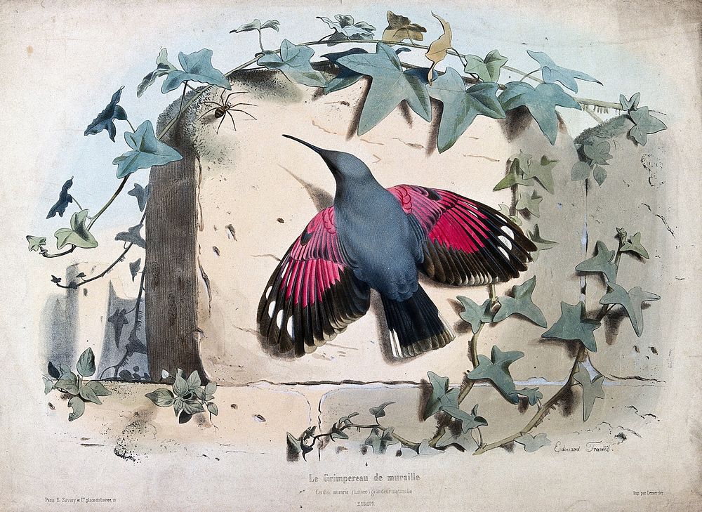 A small bird, the wall creeper (Tichodroma muraria), spotting a spider on a wall. Coloured lithograph by E. Travies, ca.…