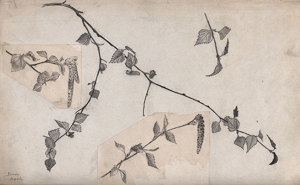Birch (Betula species): twigs and catkins. Pen and pencil drawings.