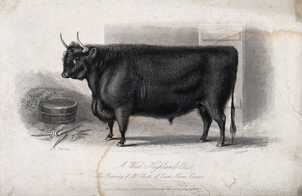 A West Highland ox. Etching by H. Beckwith, ca 1844, after W.H. Davis.