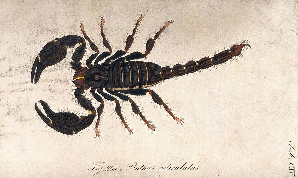 A large scorpion: Buthus reticulatus. Coloured engraving.