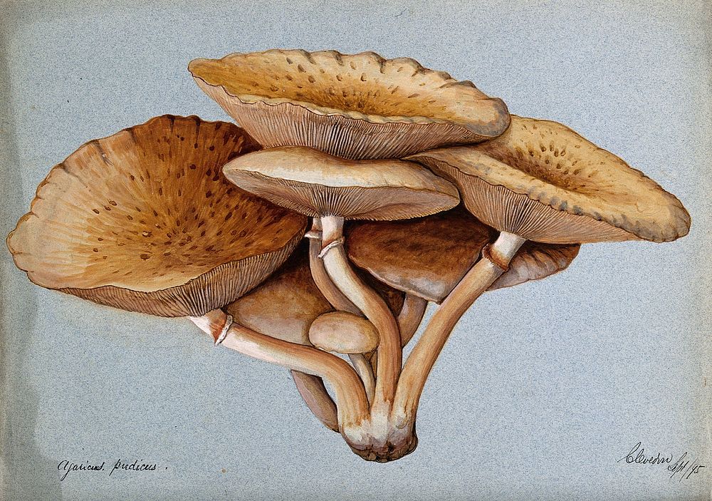 A fungus (Inocybe pudica). Watercolour, 1895.