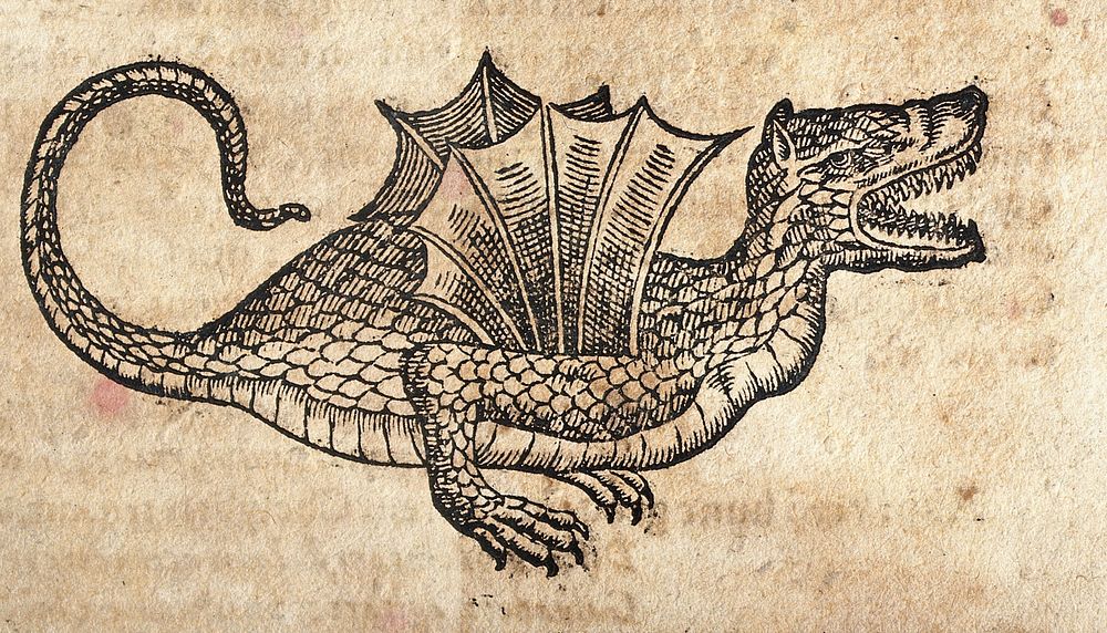 A winged dragon. Woodcut.