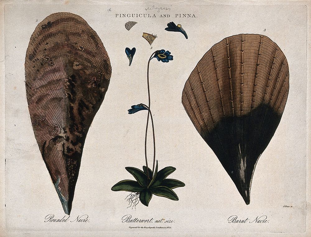 A flowering butterwort plant (Pinguicula vulgaris) and two pinnae (fins). Coloured engraving by J. Pass, c. 1824.