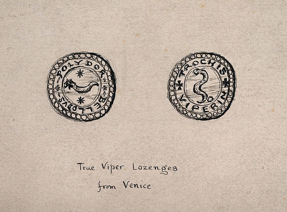 Two coin-like amulets used to ward off vipers and the effects of their bites. Pen drawing.