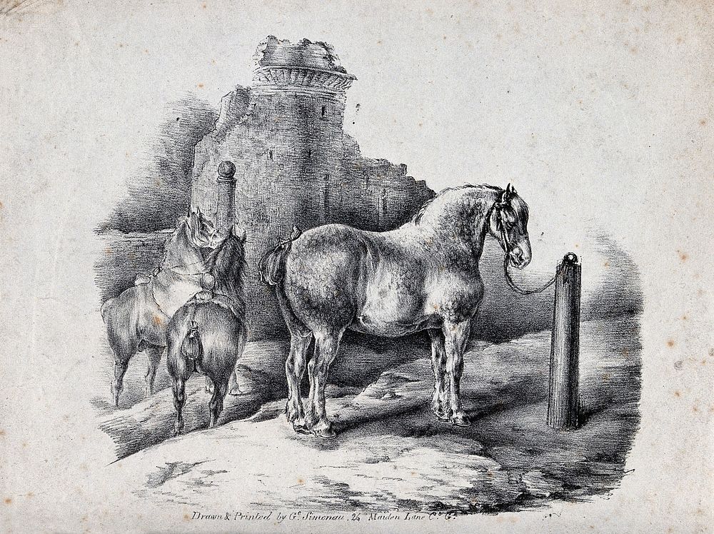 Three horses standing tied to pillars outside the ruins of a castle. Lithograph by G. Simonau.