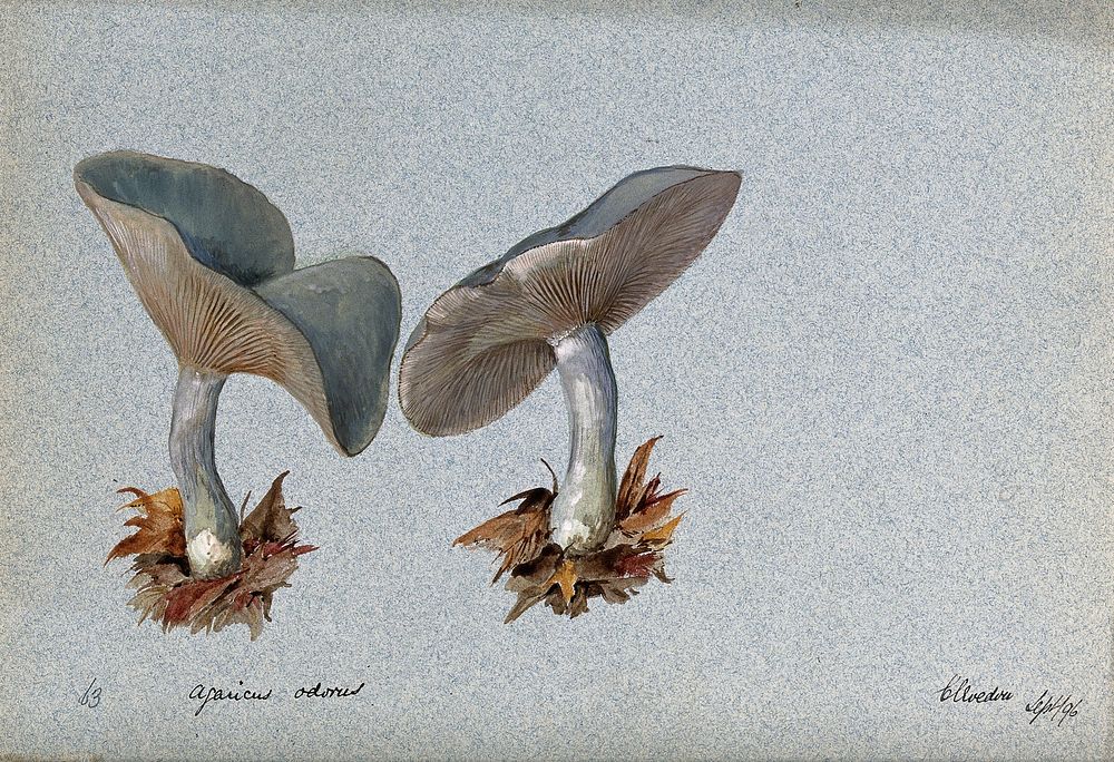 The fragrant agaric or aniseed toadstool (Clitocybe odora): two fruiting bodies. Watercolour, 1896.