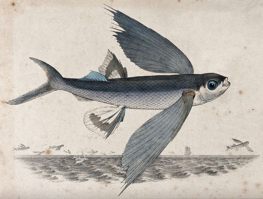 A flying fish shown flying over water. Coloured lithograph by R. Bridgens.