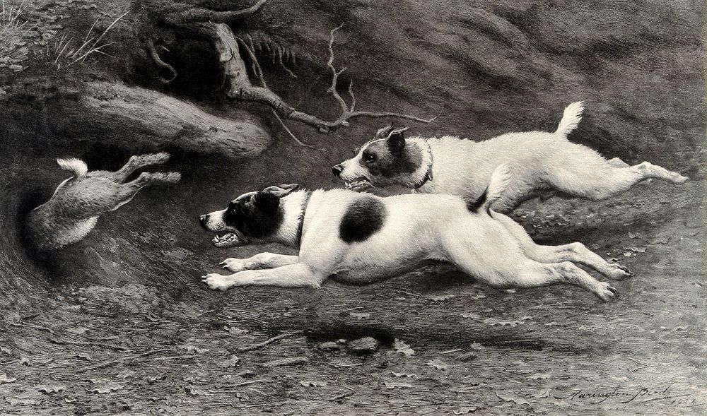 Two Jack Russell terriers chasing a rabbit into a burrow. Process print after Harrington Bird, 1904.