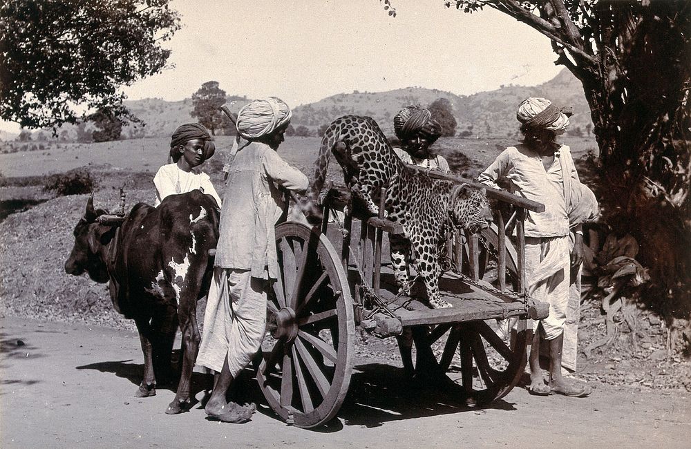 India: a leopard chained in a cart pulled by an ox, with four Indian men. Photograph, ca. 1900.