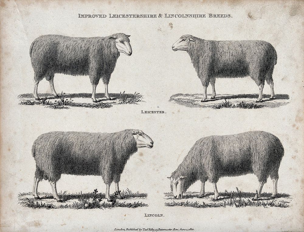 A ram and ewe of the Leicestershire and Lincolnshire breeds of sheep. Etching, ca 1822.