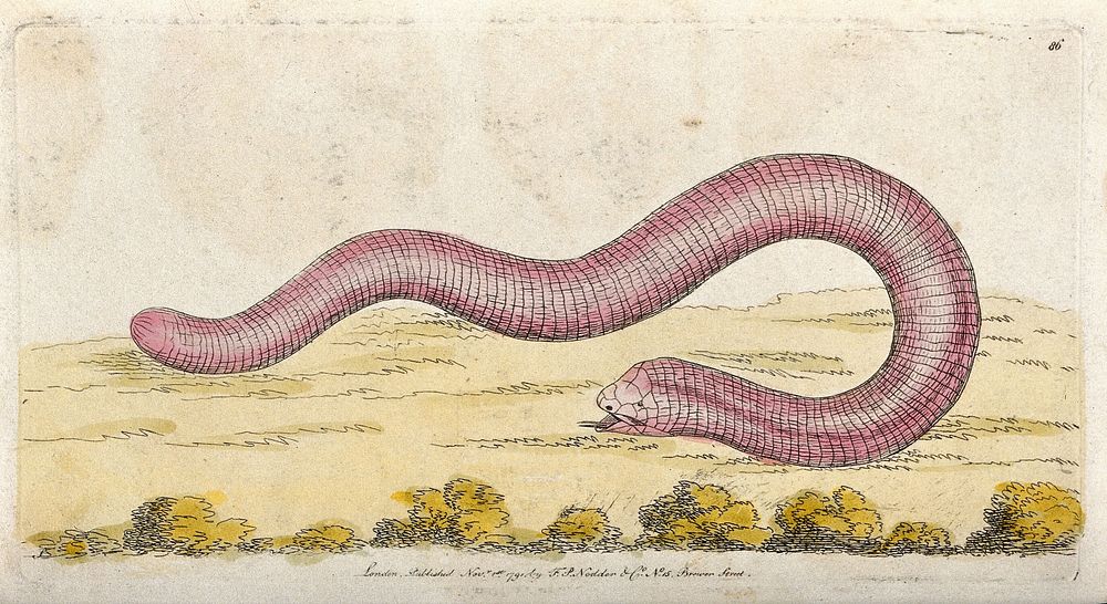 A snake. Coloured etching, ca. 1791.