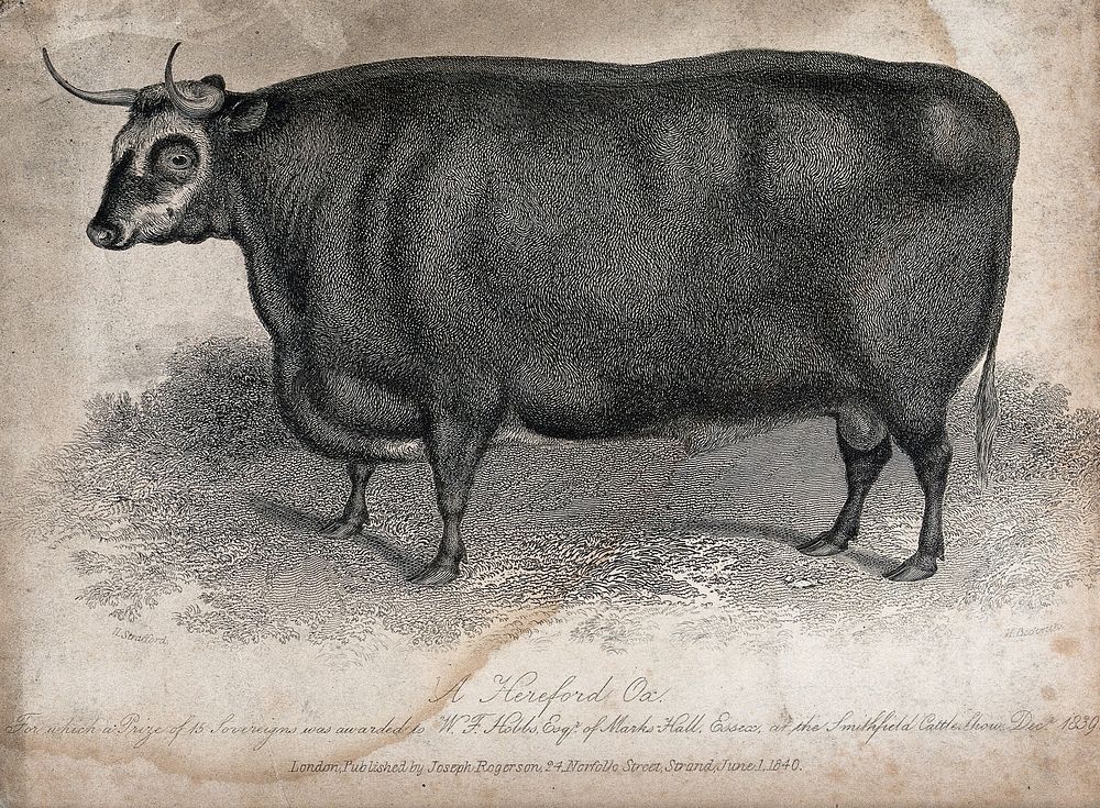A Hereford ox. Etching by H. Beckwith, ca 1840, after H. Strafford.