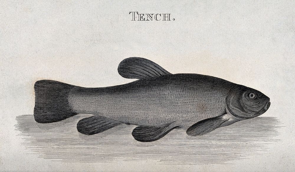 A tench. Engraving by R. Carpenter after C. Hardy.