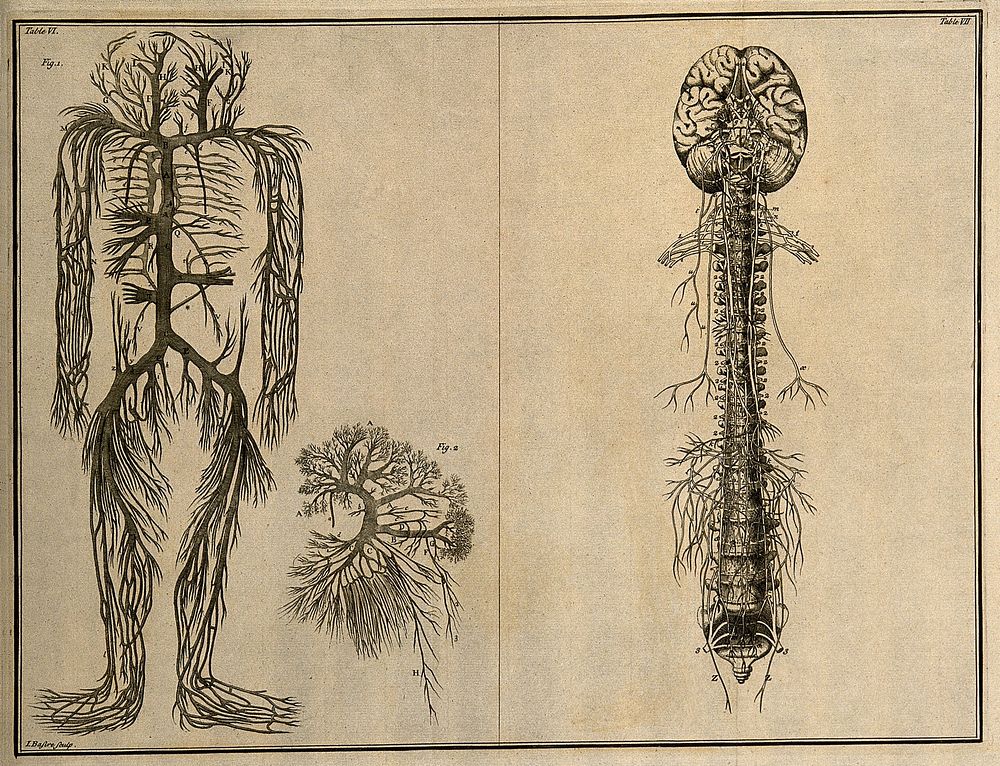 The trunks of the vena cava, with their branches(Table VI, fig. 1); the trunks of the vena porta (Table VI, fig. 2), both…