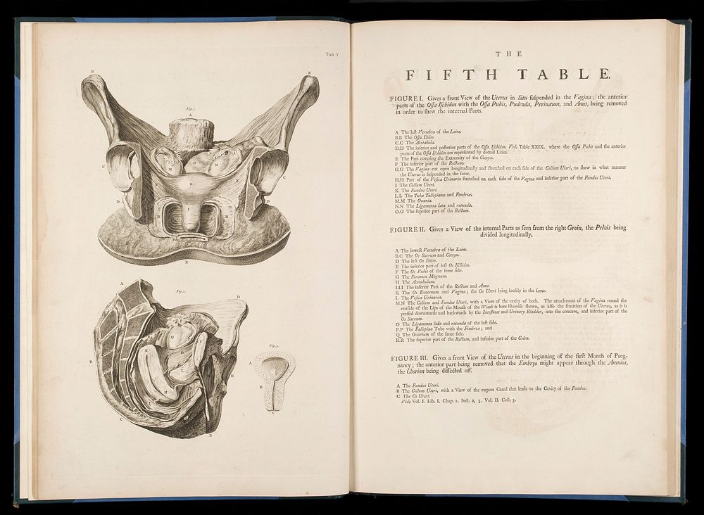 The fifth table from "A sett of anatomical tables.."
