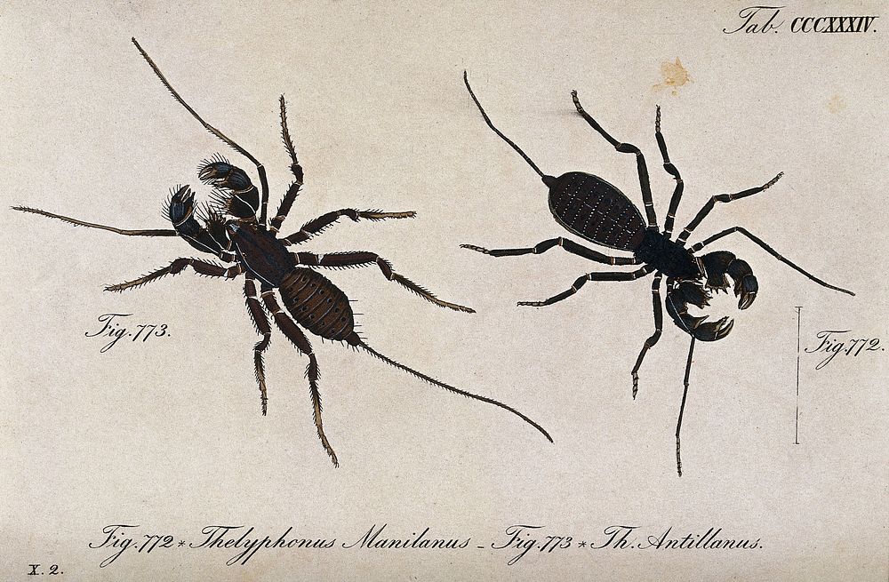 Two scorpions: Thelyphonus manilanus and Thelyphonus antillanus. Coloured engraving.