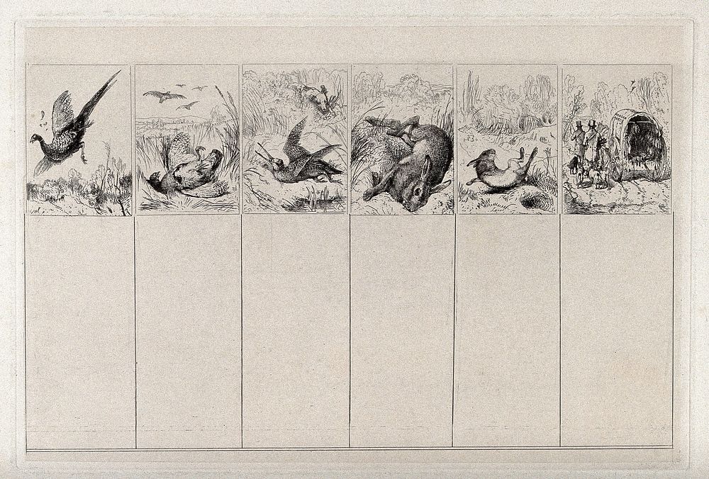 Game and hunting, six separate images: a stricken pheasant falling to the ground; a dead grouse ; an injured snipe ; a dead…