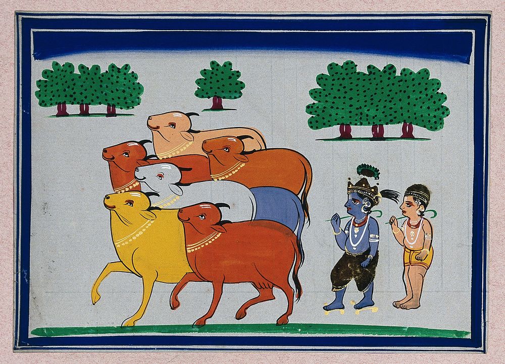 Lord Krishna as a cowherd, attending to the cows. Gouache painting by an Indian artist.