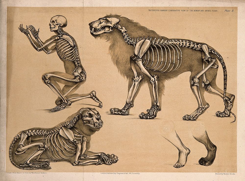 Skeleton of a man, with the those of a male and female lion: five figures, including a comparison between a human foot and…