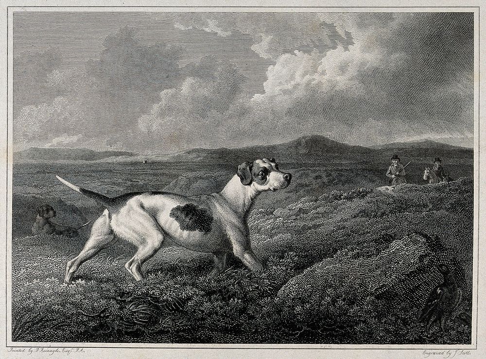 Pointer dogs and huntsmen searching for game-birds that are hiding in the heather behind a large stone. Etching by J. Scott…