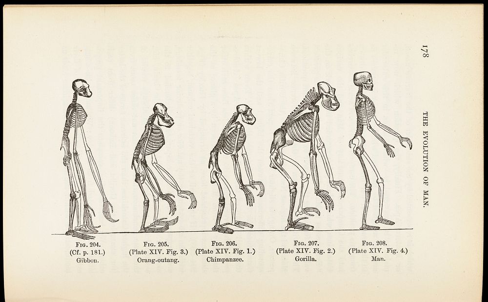 The evolution of man : a popular exposition of the principal points of human ontogeny and phylogeny / From the German of…