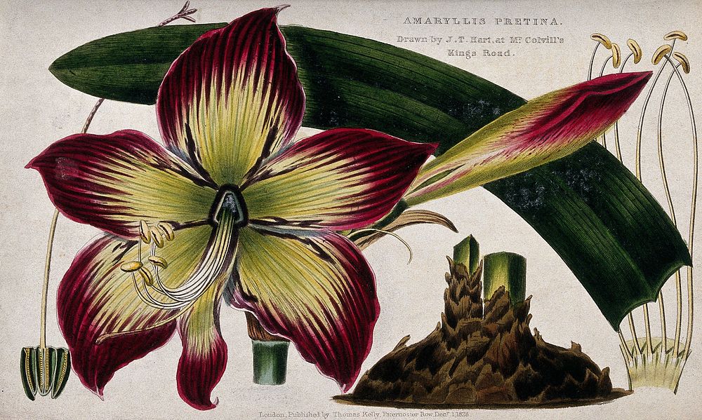 An amaryllis (Amaryllis pretina): flower, leaf and floral segments. Coloured engraving, c. 1828, after J. Hart.