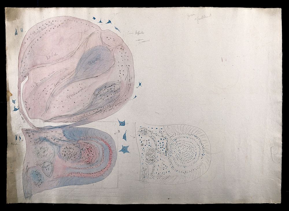 Brain of a goose or a guillemot: figures showing dissections and microscopic images of the brain. Watercolour, pencil and…