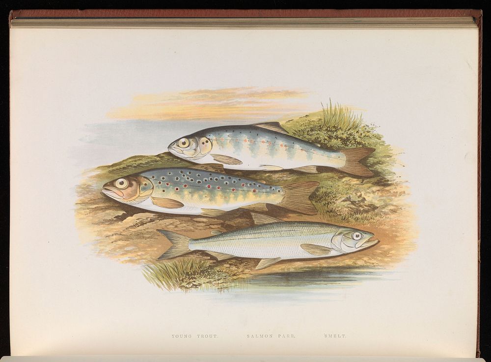 British fresh water fishes / Rev. W. Houghton ... illustrated with a coloured figure of each species drawn from nature by…