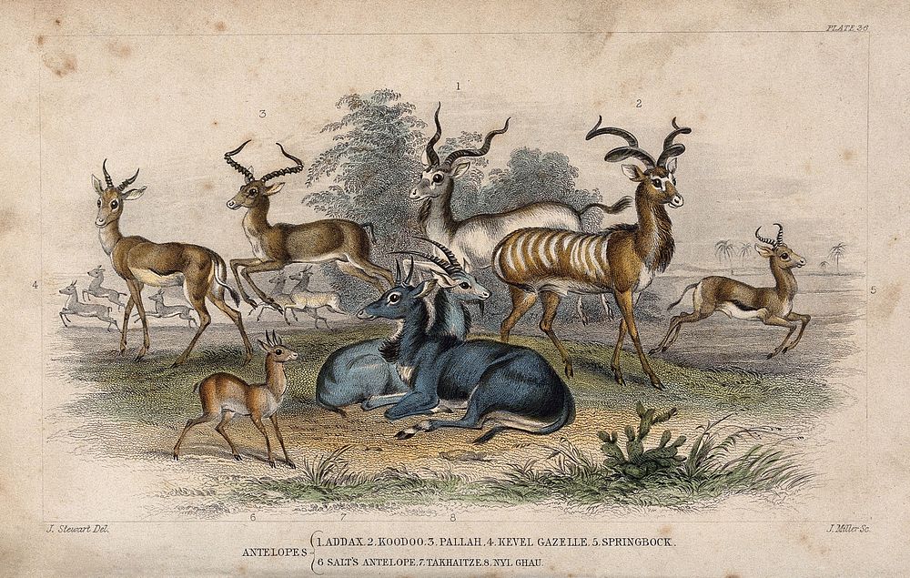 Eight different antelopes shown on a grassy plain. Coloured etching by J. Miller after J. Stewart.