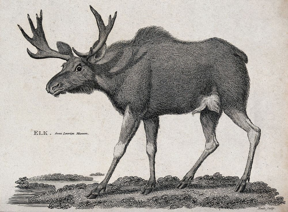 An elk. Etching by Heath.