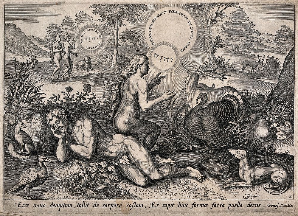 Surrounded by animals in the Garden of Eden, Eve ascends from Adam's side. Line engraving by J. Haeyler after C. van den…