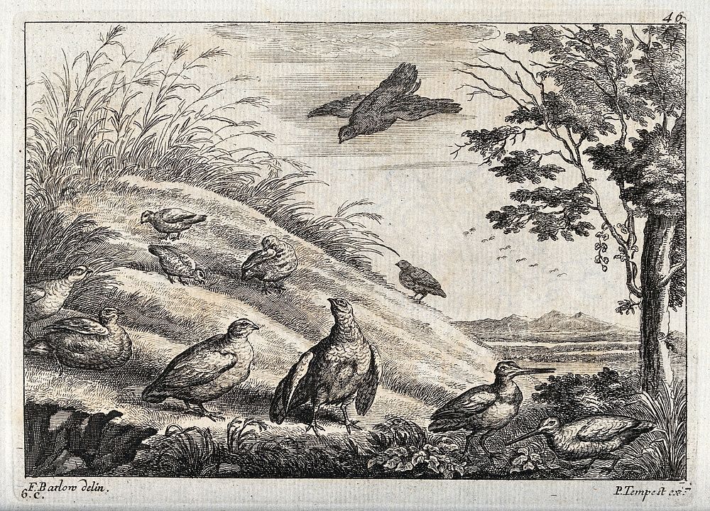 Partridges and snipe on a grassy bank. Engraving by P. Tempest, ca. 1690, after F. Barlow.